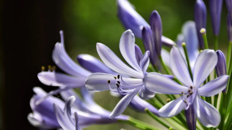 Agapanthe