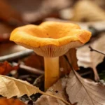 champignon toxique fausse chanterelle non comestible