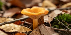 champignon toxique fausse chanterelle non comestible
