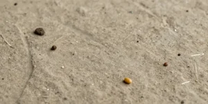 signes présence de rats